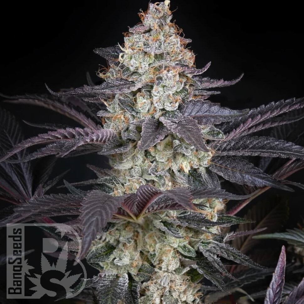 Семена марихуаны  Black Jack feminised Fast Version Ganja Seeds 