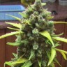 Семена конопли  Auto Cinderella feminised Ganja Seeds
