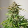 Семена конопли  Auto Cinderella feminised Ganja Seeds