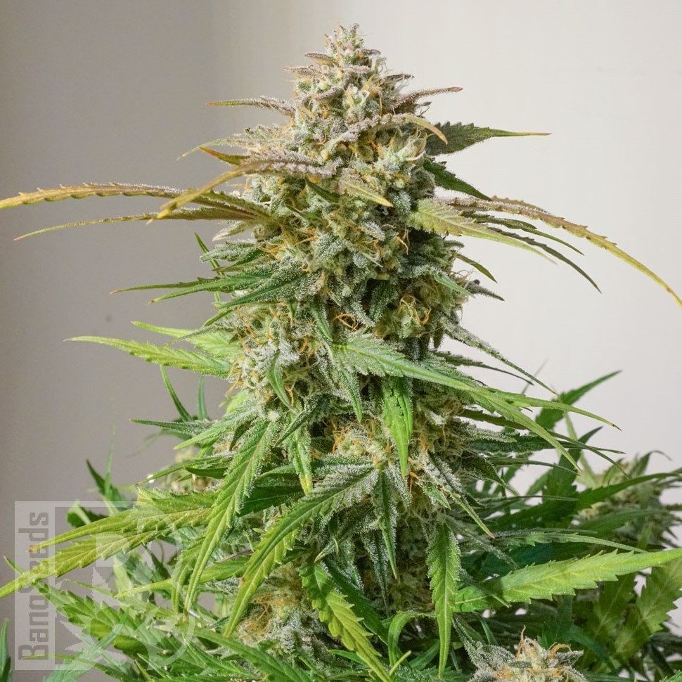 Семена конопли  Auto Cinderella feminised Ganja Seeds