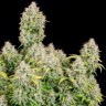 Семена конопли  Auto Cinderella feminised Ganja Seeds