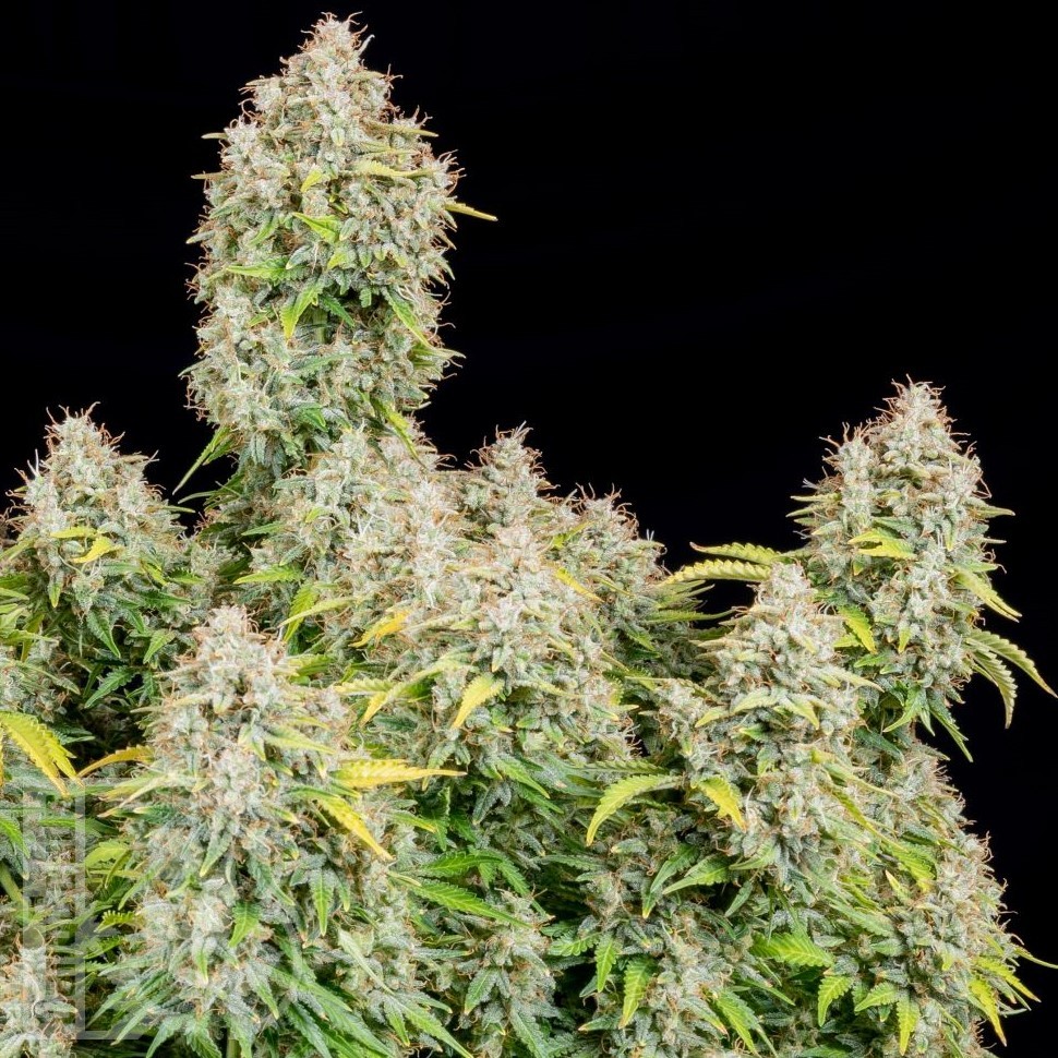 Семена конопли  Auto Cinderella feminised Ganja Seeds