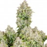 Семена конопли  Auto Cinderella feminised Ganja Seeds