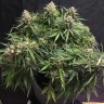 Семена конопли  Auto Cinderella feminised Ganja Seeds