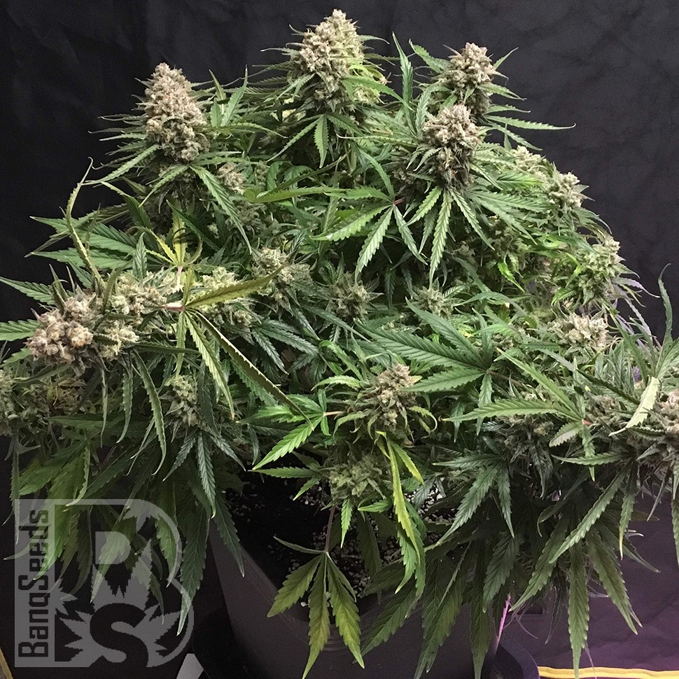 Семена конопли  Auto Cinderella feminised Ganja Seeds