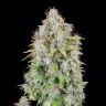 Семена конопли  Auto Cinderella feminised Ganja Seeds