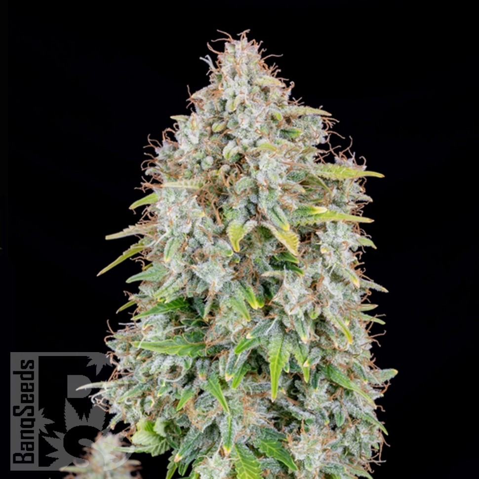 Семена конопли  Auto Cinderella feminised Ganja Seeds