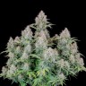 Семена конопли  Auto Cinderella feminised Ganja Seeds