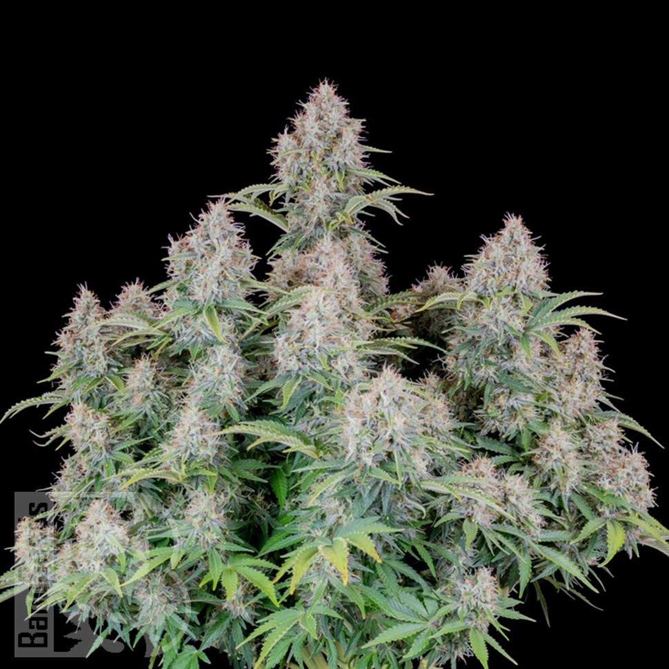 Семена конопли  Auto Cinderella feminised Ganja Seeds