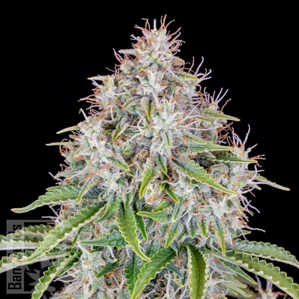Семена конопли  Auto Cinderella feminised Ganja Seeds