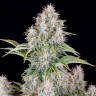 Семена конопли  Auto Cinderella feminised Ganja Seeds