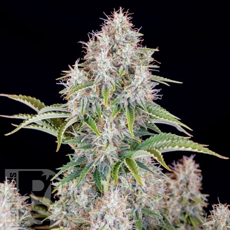 Семена конопли  Auto Cinderella feminised Ganja Seeds