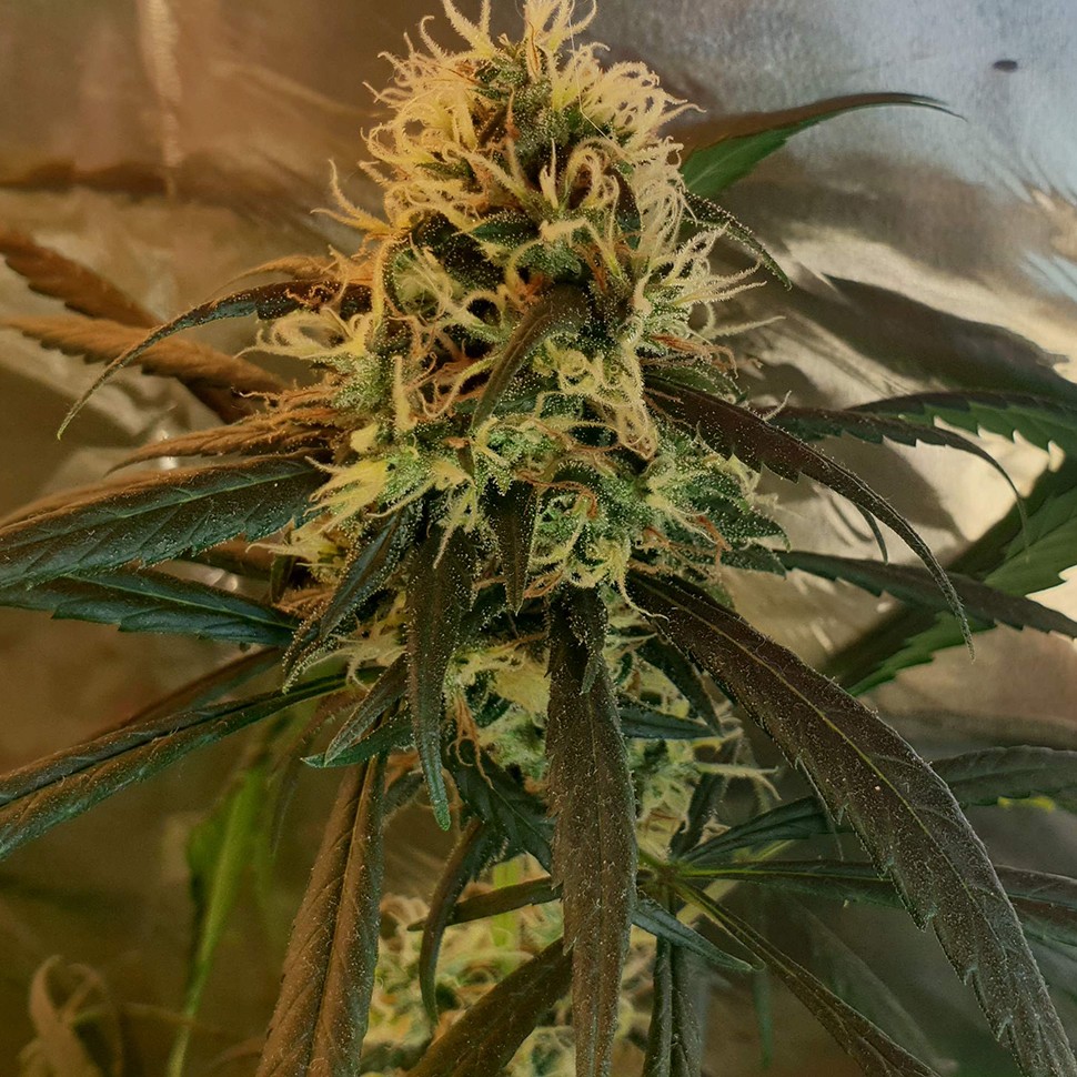 купить урожайные семена конопли Amnesia feminised