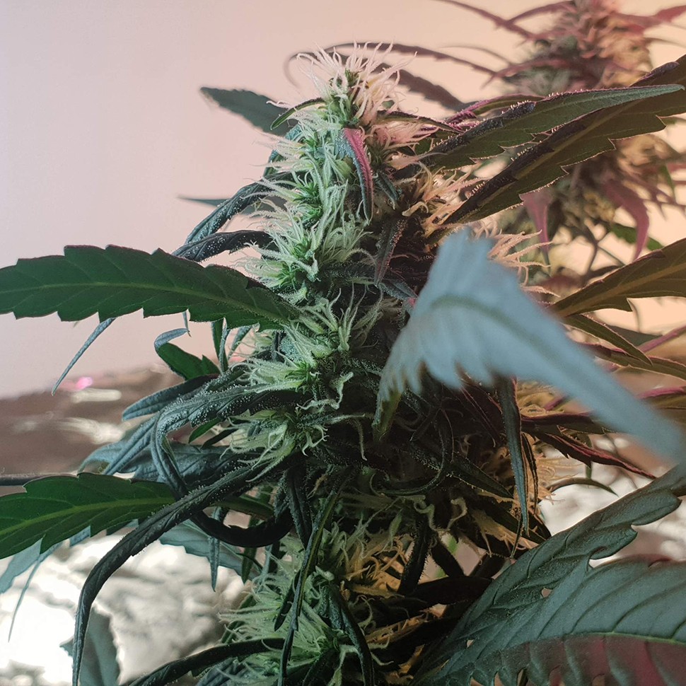 заказ семян конопли Amnesia feminised