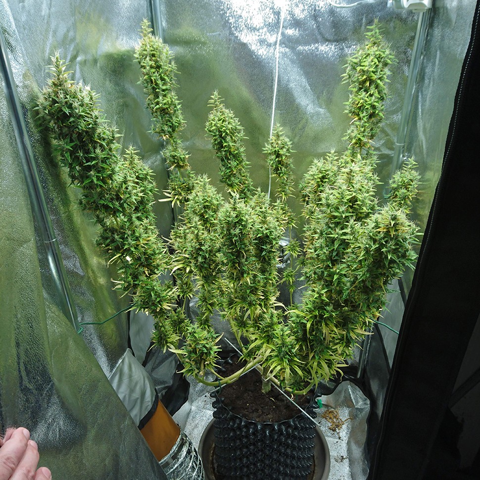 Семена ганжа  Dr. Grinspoon regular Ganja Seeds