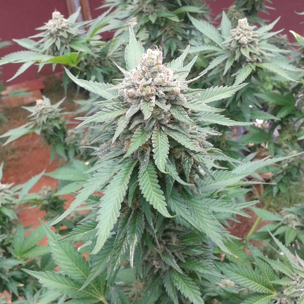 купить семена конопли в фирменной упаковке Lemon Skunk feminised