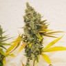 купить мощные семена конопли Lemon Skunk feminised