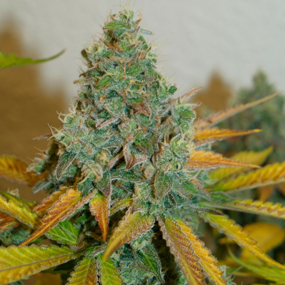 купить семена конопли гидропоники Lemon Skunk feminised