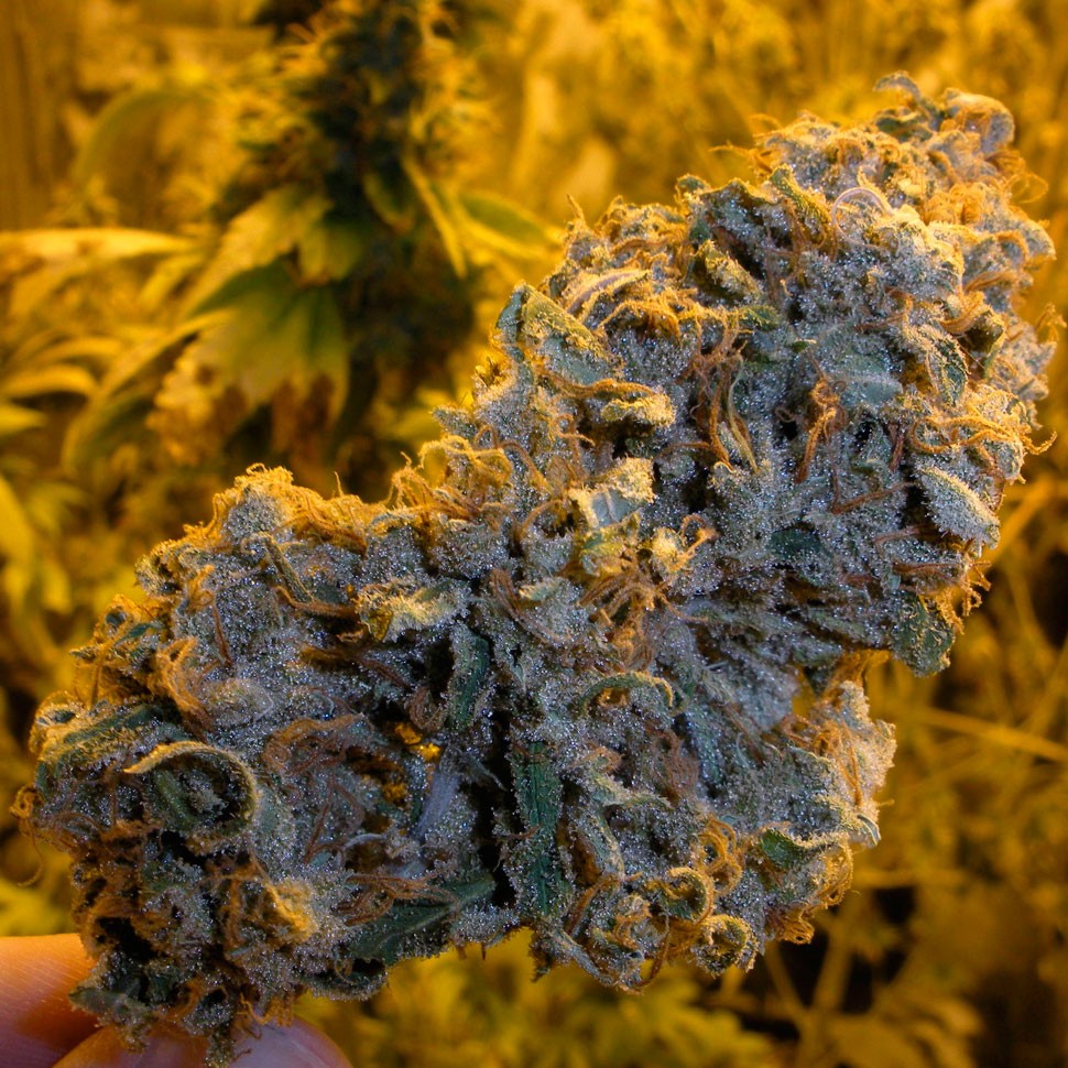 заказать семена конопли почтой Lemon Skunk feminised