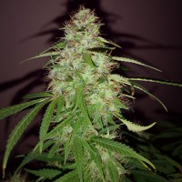 Quick London regular Ganja Seeds