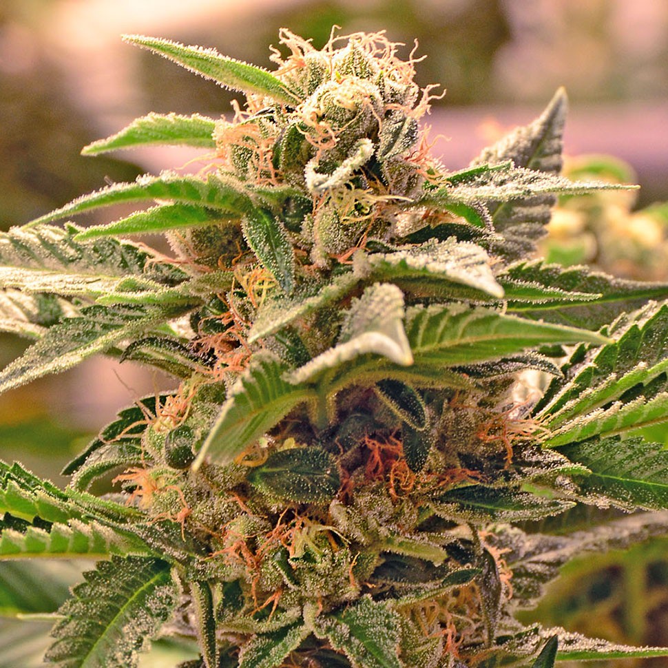 Семена каннабиса Auto Manti feminised Bang Seeds