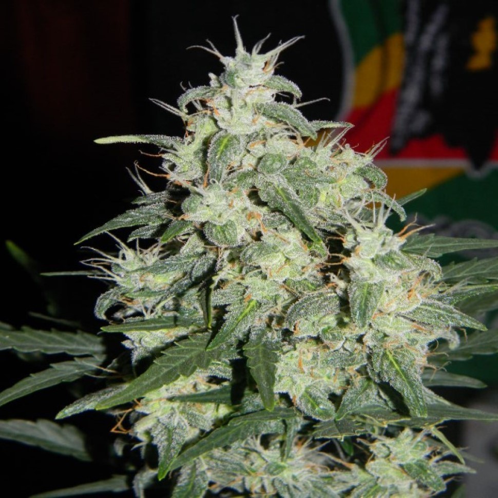 Семена ганжа  Auto Little Russian feminised Ganja Seeds