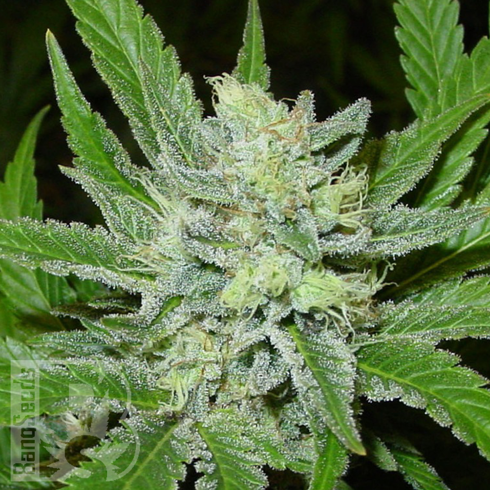 Семена марихуаны  Auto Northern Blue feminised Ganja Seeds