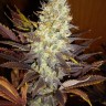 Семена марихуаны  Auto Northern Blue feminised Ganja Seeds
