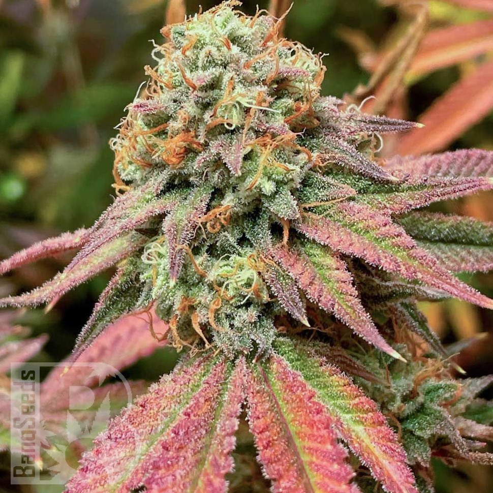 Семена марихуаны  Auto Northern Blue feminised Ganja Seeds