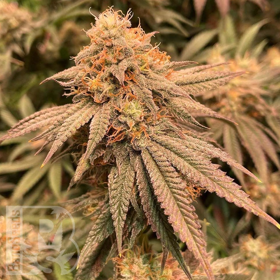 Семена марихуаны  Auto Northern Blue feminised Ganja Seeds