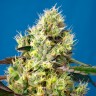 Семена ганжа  Auto Sweet Gelato feminised Ganja Seeds
