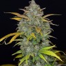 Семена ганжа  Auto Sweet Gelato feminised Ganja Seeds
