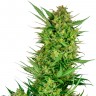 Семена ганжа  Auto Sweet Gelato feminised Ganja Seeds