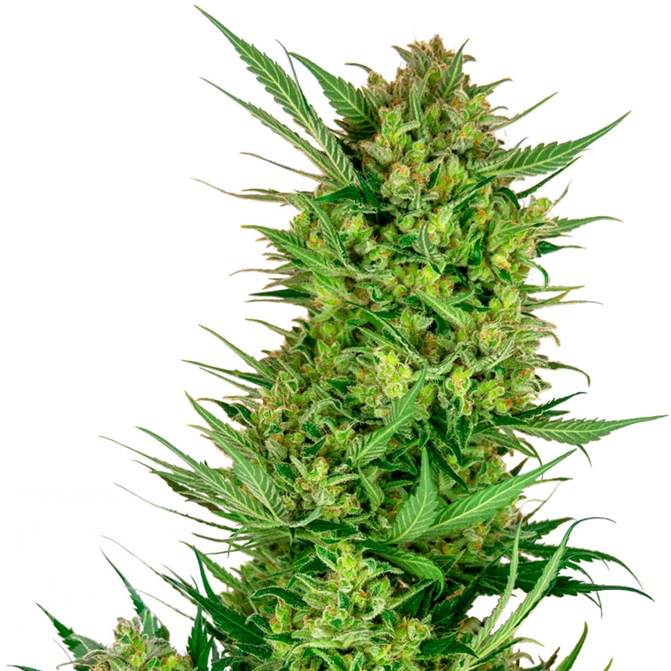 Семена ганжа  Auto Sweet Gelato feminised Ganja Seeds