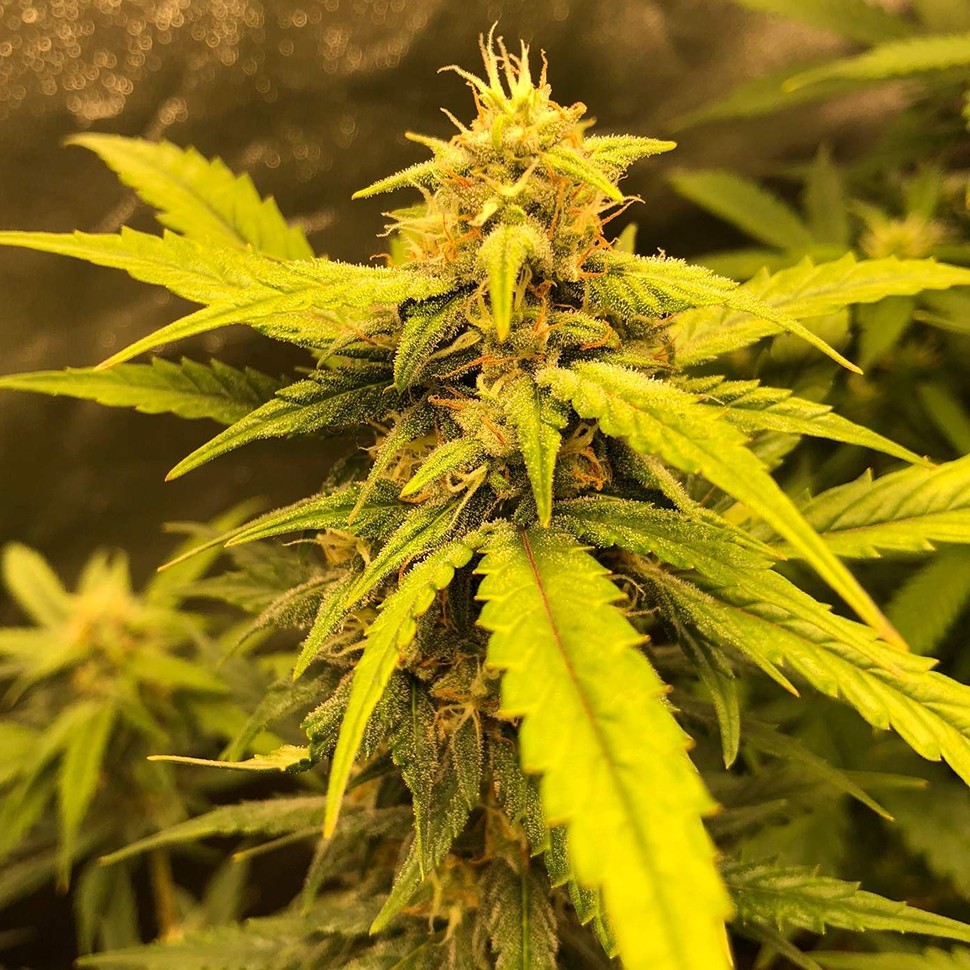 купить семена конопли недорого Auto Black Jack regular