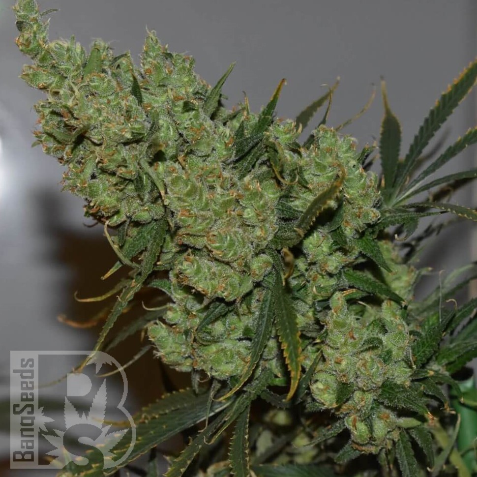 Семена марихуаны  Californian Orange regular Ganja Seeds