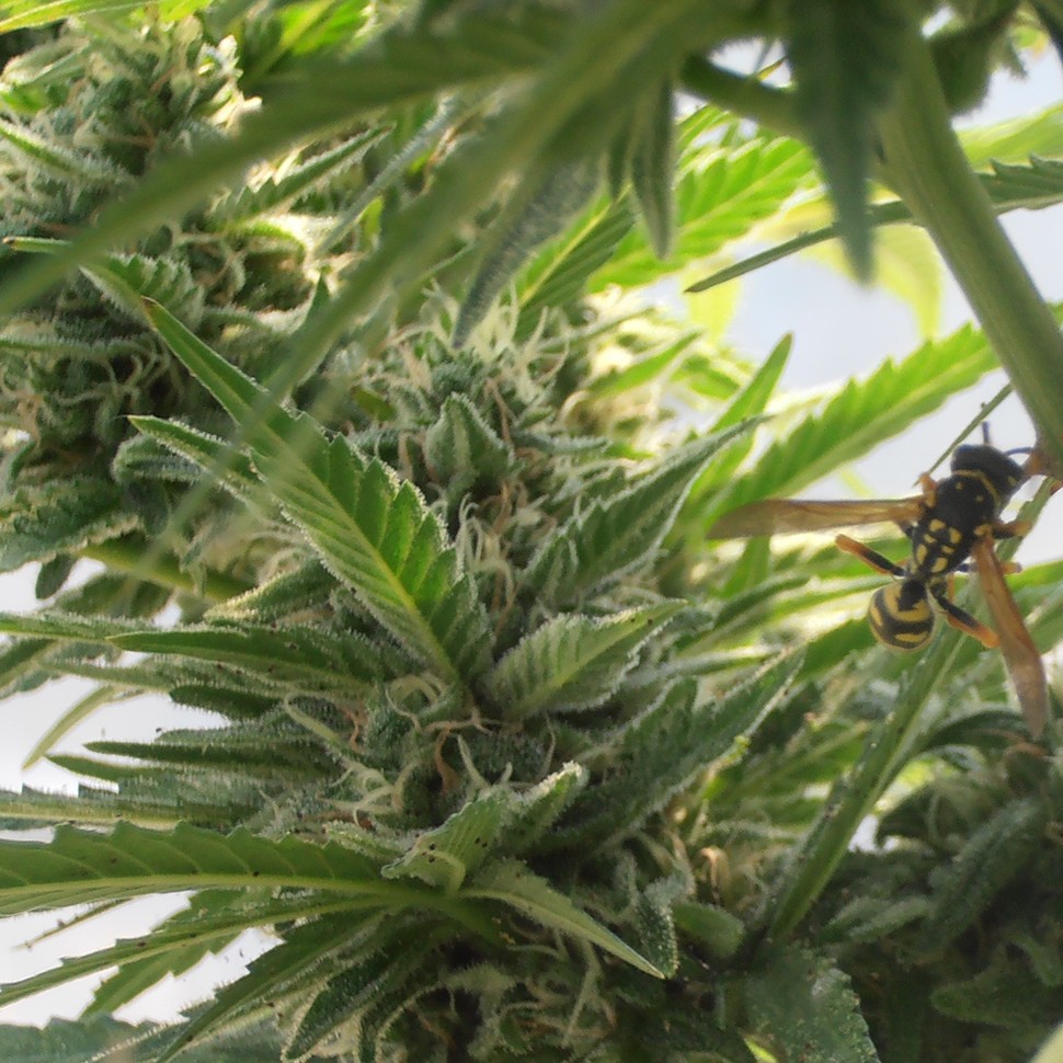 Семена конопли  Sweet Tooth feminised Ganja Seeds