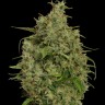 Семена конопли  Sweet Tooth feminised Ganja Seeds