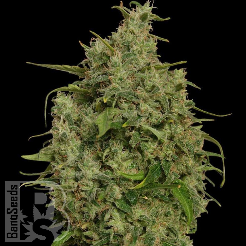 Семена конопли  Sweet Tooth feminised Ganja Seeds