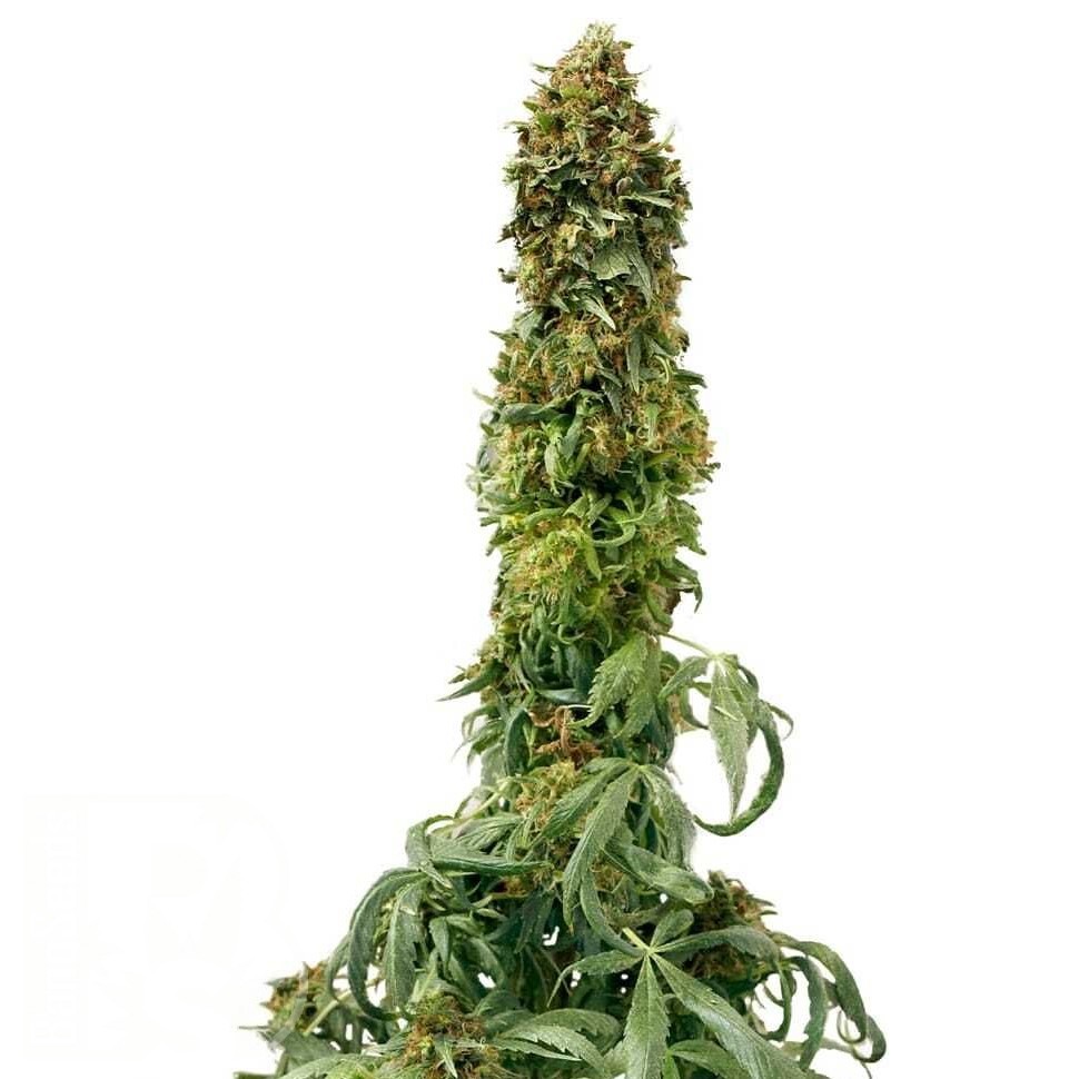 Семена конопли  Sweet Tooth feminised Ganja Seeds