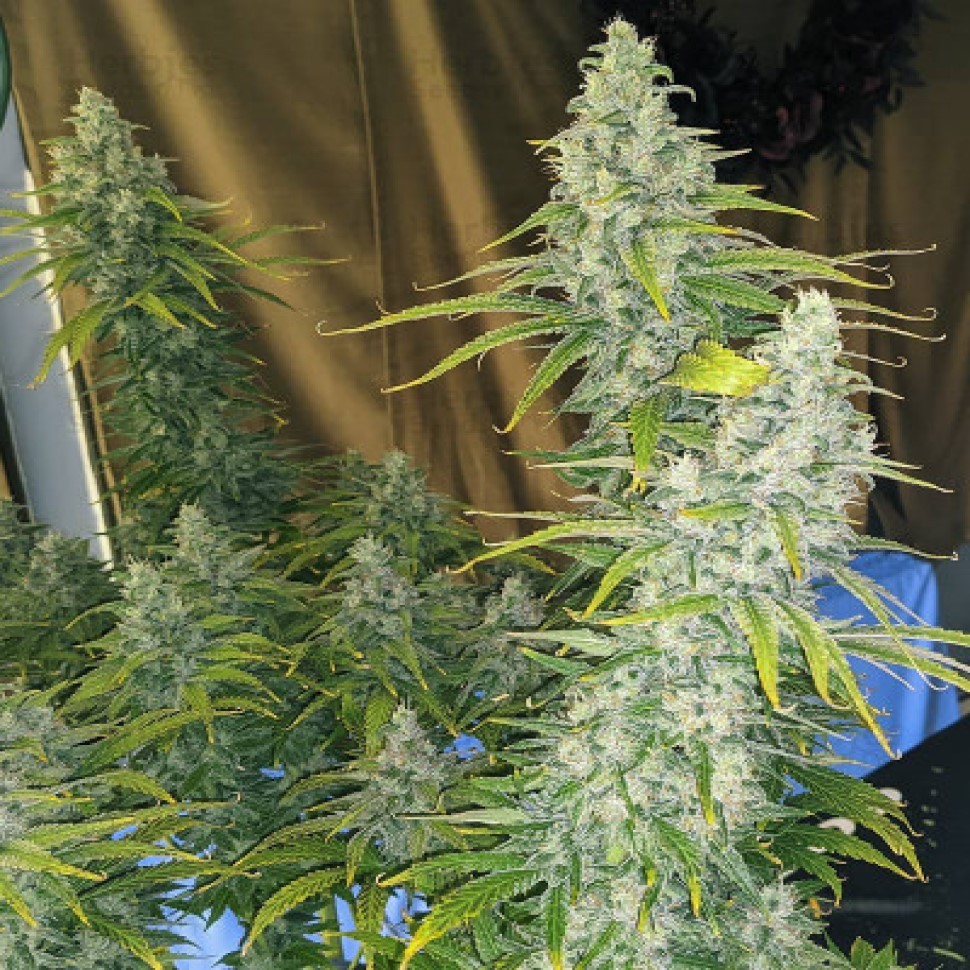 Семена ганжа  Eleven Roses feminised Fast Version Ganja Seeds 