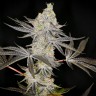 Семена конопли  Auto Zkittlez OG feminised Ganja Seeds