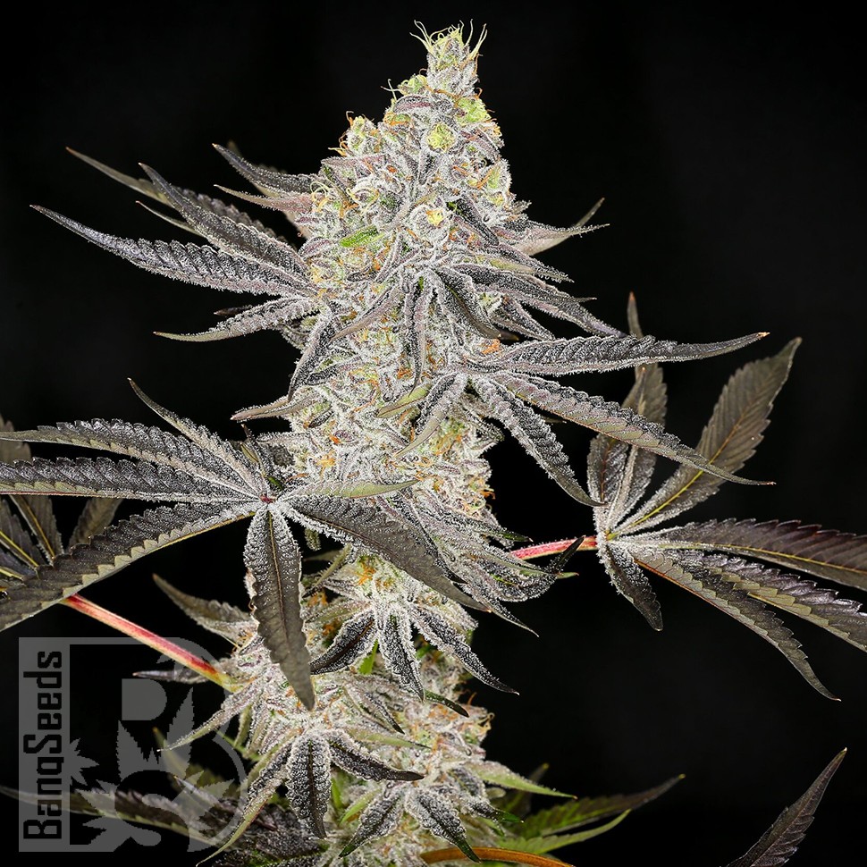 Семена конопли  Auto Zkittlez OG feminised Ganja Seeds