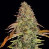 Семена конопли  Auto Zkittlez OG feminised Ganja Seeds