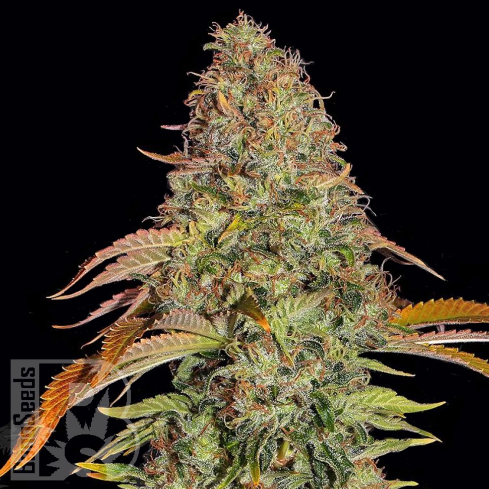 Семена конопли  Auto Zkittlez OG feminised Ganja Seeds