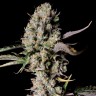 Семена конопли  Auto Zkittlez OG feminised Ganja Seeds