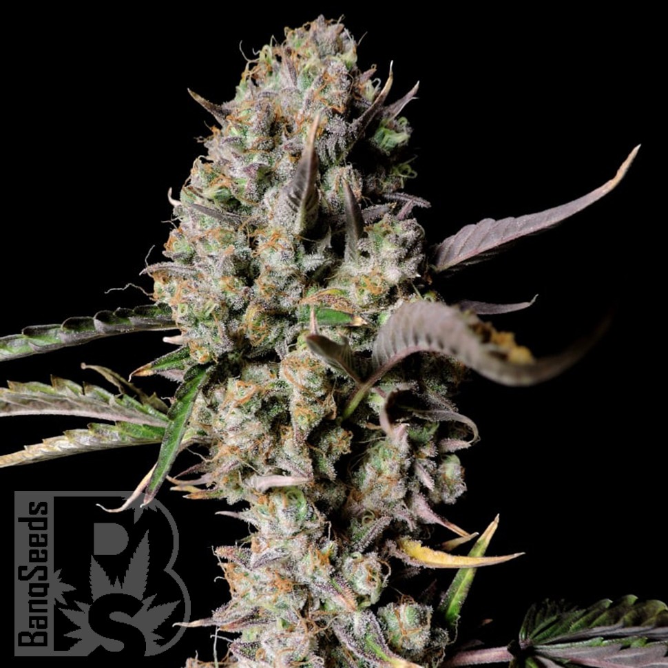 Семена конопли  Auto Zkittlez OG feminised Ganja Seeds