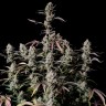 Семена конопли  Auto Zkittlez OG feminised Ganja Seeds