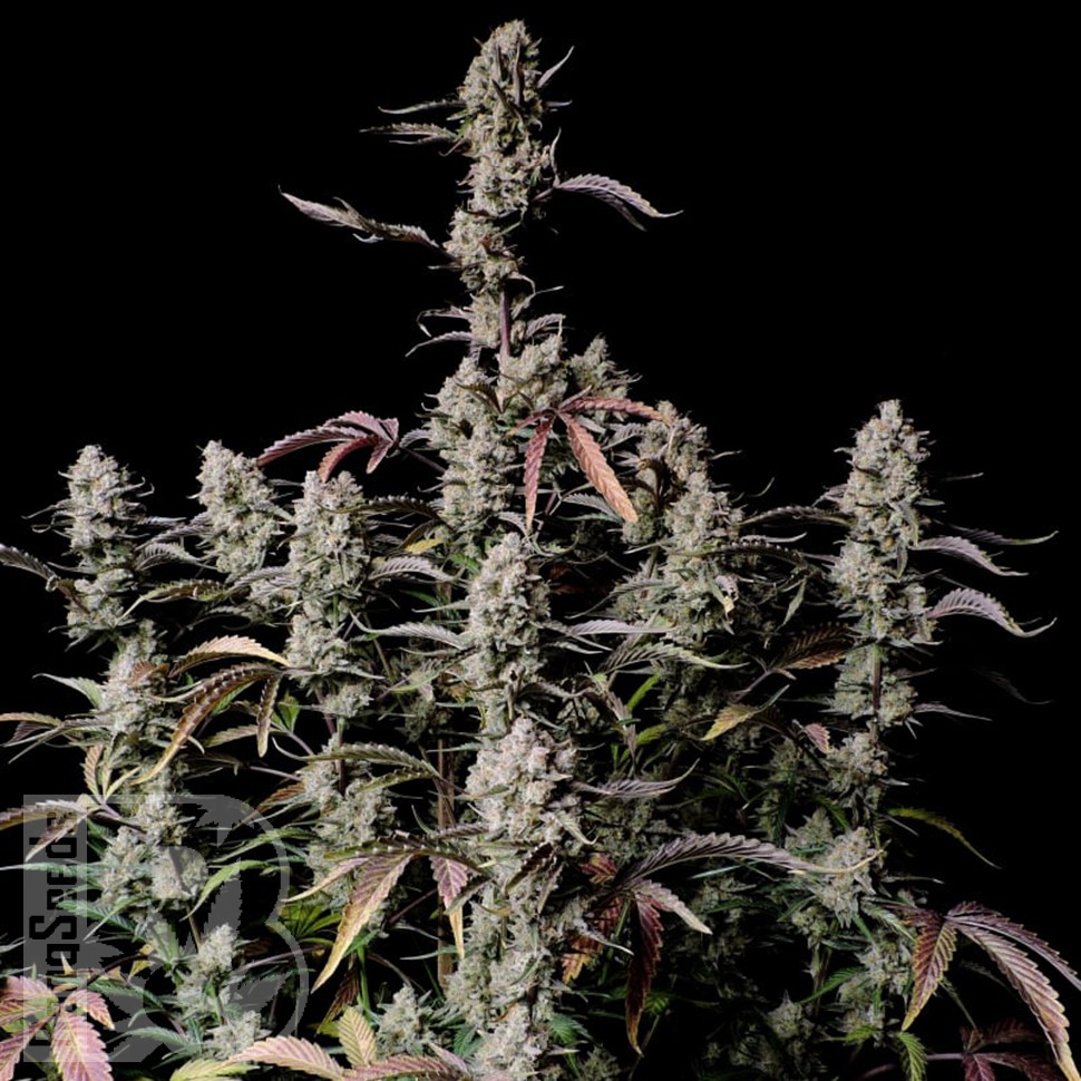 Семена конопли  Auto Zkittlez OG feminised Ganja Seeds