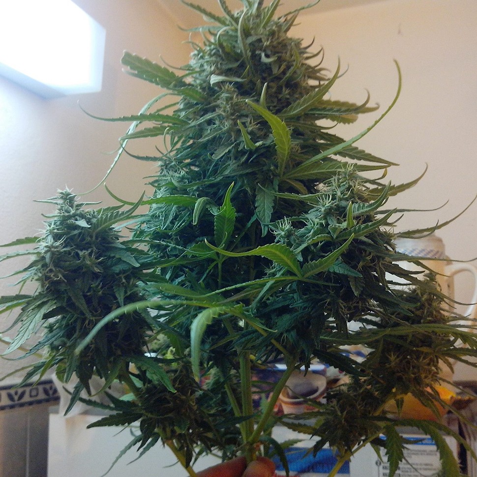 Семена каннабиса  Moby Dick feminised Ganja Seeds